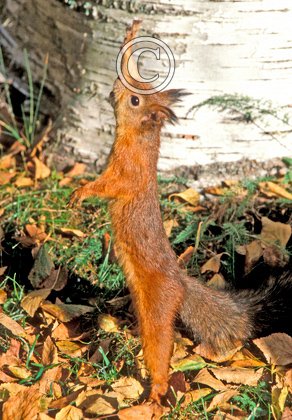 Red Squirrel DM0327 DM0328